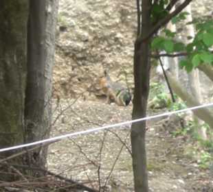 Südamerikabereich - Großer Mara