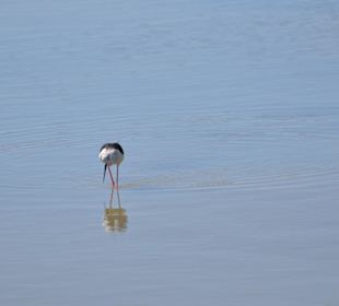 Naturpark S'Albufera