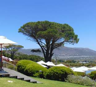 Cape Point Vineyards in Noordhoek