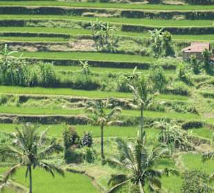 Reisterrassen auf Bali