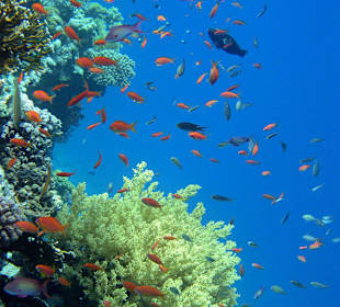 Am Hausriff-aber sehr weit links-schöne Korallen