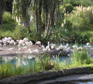 Vögel an einer Wasserstelle