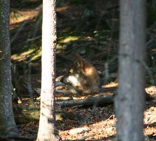 Wolf im Park - man muss schon suchen
