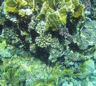 Unterwasserwelt am Tulip Resort