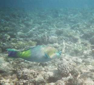 Hausriff des Fort Arabesque