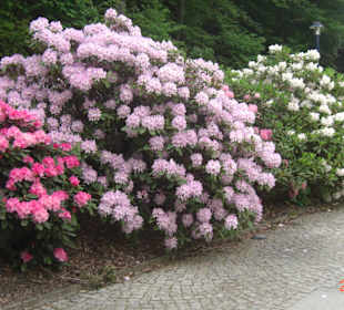 Kurpark, Bad Wildungen