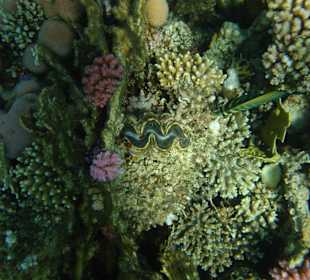 Rafa koralowa - Plaża Al Malikia