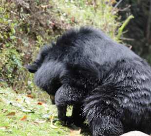 Padmaja Naidu Himalayan Darjeeling Zoo