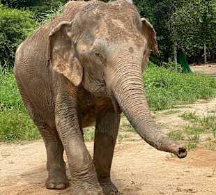 Ban Tai Elefantenreiten Koh Phangan