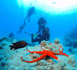 Tauchen mit Bahianus Lanzarote