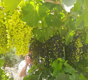 Herrlicher Wein