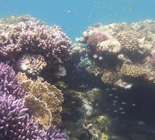 I giardini sott'acqua