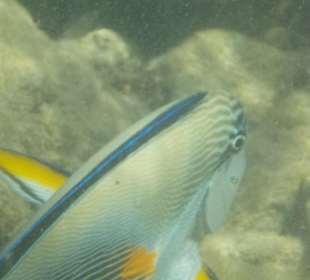 Schnorcheln Hurghada