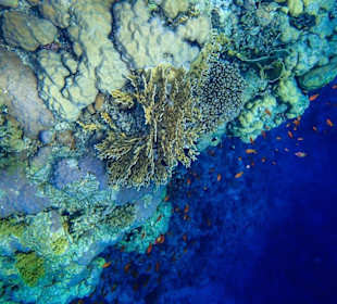 Sataya Reef outside