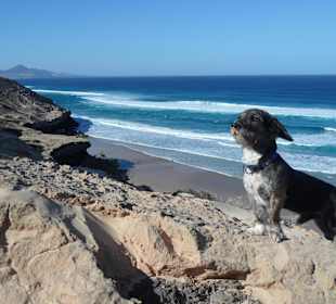 Eddy, der berühmteste Hund von Fuerteventura
