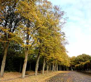 Alleen auf dem Osterholzer Friedhof