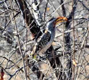Südl.Gelbschnabeltoko