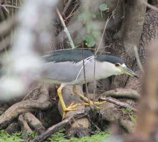 Vogel