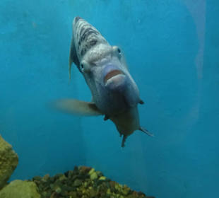 Kleines Aquarium von El Gouna