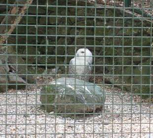 Zoo della Villa