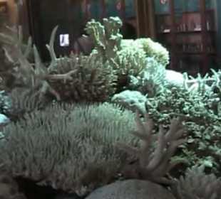 Naturhistorisches Museum