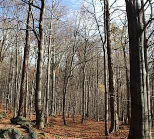 Herbstwald