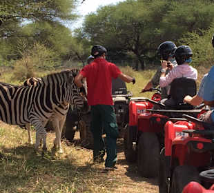 Feeding zebra on quad bike safari at Casela