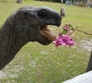 Schildkröten füttern