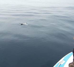 Ein Mola Mola (Mondfisch) vor Los Angeles