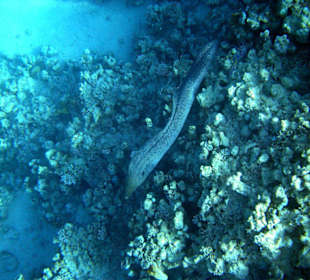 Riesenmuräne am Hausriff