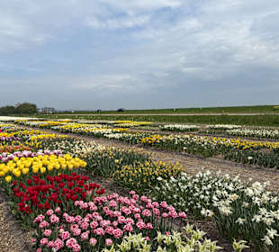 Floratuin Julianadorp