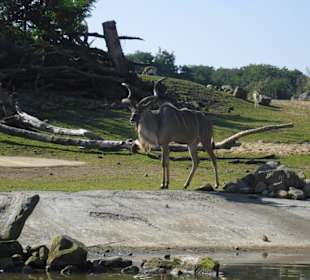 Savanne im Themenpark "Afrika"