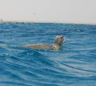 Schnorcheln Hurghada