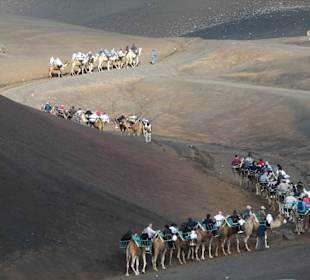 Kamelritt im Nationalpark