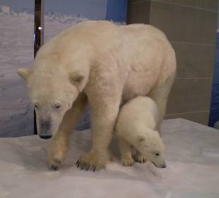 Zoologisches Forschungsmuseum Alexander Koenig