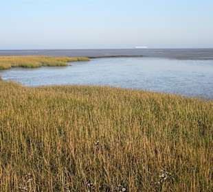 Vorland am Strand von Burhave