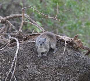 Tsavo West Nationalpark