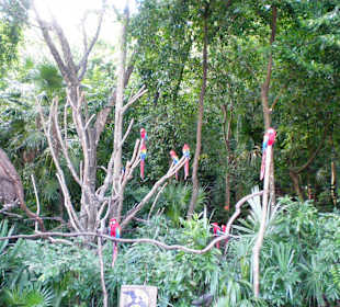 Vogelpark in Playacar