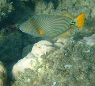 Beim Schnorcheln entdeckt