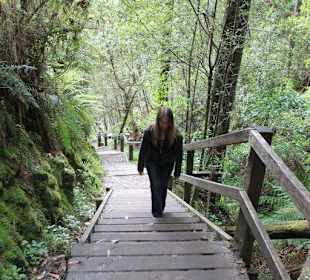 Wandern durch den Regenwald
