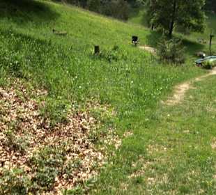 Schlichemquelle Tieringen