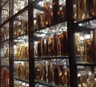 Museum der Naturkunde