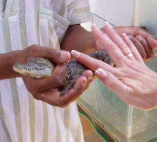 Minikrokodil anfassen