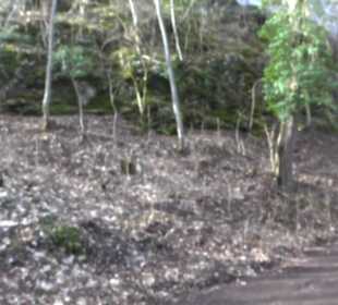 Burgruine Hohenwittlingen