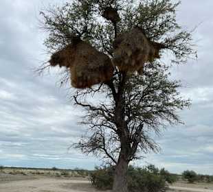 Baum im Etosha Park