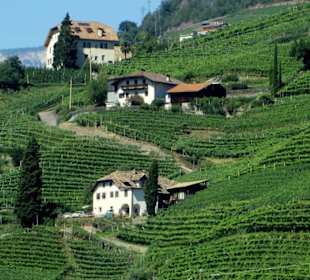 Ausblick aus dem Schloss auf die Weinberge