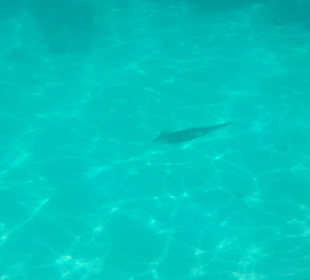 Hausriff - Tintenfisch 