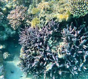 Schnorcheln Marsa Alam
