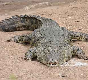 Krokodil am Mara River