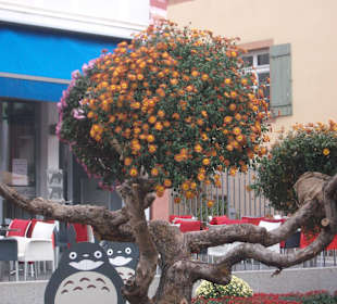 Chrysanthema